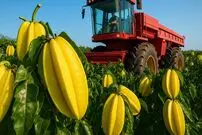 ببینید؛ مراحل کاشت، برداشت و فرآوری هزاران تن میوه ستاره ای در تایلند
