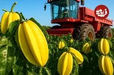 ببینید؛ مراحل کاشت، برداشت و فرآوری هزاران تن میوه ستاره ای در تایلند