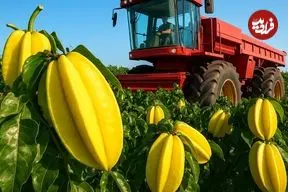 ببینید؛ مراحل کاشت، برداشت و فرآوری هزاران تن میوه ستاره ای در تایلند