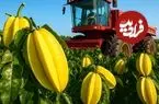 ببینید؛ مراحل کاشت، برداشت و فرآوری هزاران تن میوه ستاره ای در تایلند