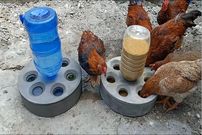 (ویدئو) نحوه ساخت دانخوری و آبخوری با سیمان و بطری پلاستیکی برای مرغ و خروس ها