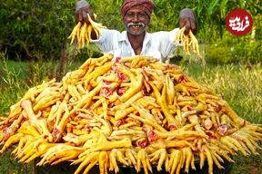ببینید؛ غذای روستایی در هند؛ پخت یک غذای ارزان و خوشمزه با پای مرغ در جنگل