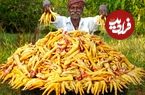 ببینید؛ غذای روستایی در هند؛ پخت یک غذای ارزان و خوشمزه با پای مرغ در جنگل