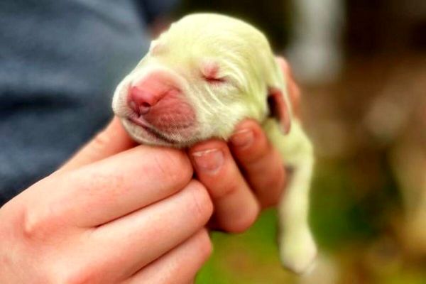 (ویدئو) تولد عجیب ترین توله سگ جهان به رنگ سبز لیمویی