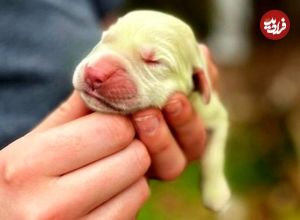 (ویدئو) تولد عجیب ترین توله سگ جهان به رنگ سبز لیمویی