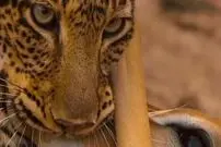 (ویدئو) نمایی بی‌نظیر از لحظه شکار کردن پلنگ