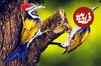ببینید| 10 گونه از زیباترین و رنگارنگ ترین دارکوب های سراسر جهان