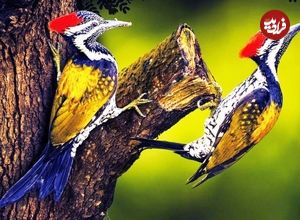 ببینید| 10 گونه از زیباترین و رنگارنگ ترین دارکوب های سراسر جهان