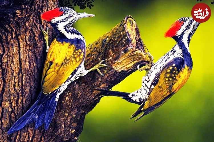 ببینید| 10 گونه از زیباترین و رنگارنگ ترین دارکوب های سراسر جهان
