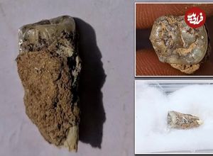 (عکس) کشف قدیمی‌ترین دندان جهان در خارج از آفریقا؛ میل انسان‌های اولیه به مهاجرت