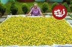ببینید؛ غذای روستایی در هند؛ تهیه ترشی با 200 کیلو لیمو توسط مادربزرگ روستایی