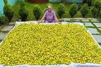 ببینید؛ غذای روستایی در هند؛ تهیه ترشی با 200 کیلو لیمو توسط مادربزرگ روستایی