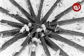 تصاویر| پرونده مرموز «جهان ۲۵»؛‌ چرا آرمان‌شهر موش‌ها به جهنم تبدیل شد؟