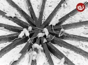 تصاویر| پرونده مرموز «جهان ۲۵»؛‌ چرا آرمان‌شهر موش‌ها به جهنم تبدیل شد؟