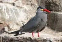 (عکس) سبیل هرکول پوآرو روی صورت یک پرستو