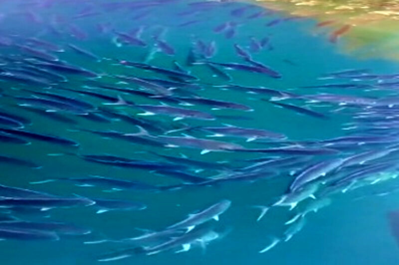 ( ویدیو) فیلمی شگفت‌انگیز از رعایت قانون حق تقدم توسط ماهی‌ها وسط اقیانوس!