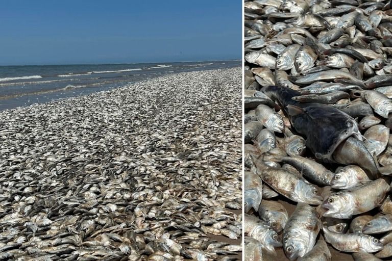 (ویدئو) هزاران تن ماهی مرده در ساحل ژاپن؛ ۳ ماه پس از تخلیه آب رادیواکتیو در دریا