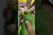 (ویدئو) لحظه جراحی گردن طوطی و بیرون کشیدن عفونت از آن