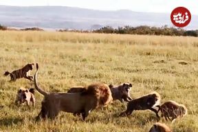 ببینید| حمله شجاعانه «شیر نر» به دسته بزرگ کفتارها