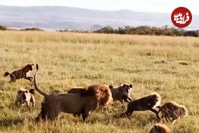 ببینید| حمله شجاعانه «شیر نر» به دسته بزرگ کفتارها