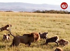 ببینید| حمله شجاعانه «شیر نر» به دسته بزرگ کفتارها