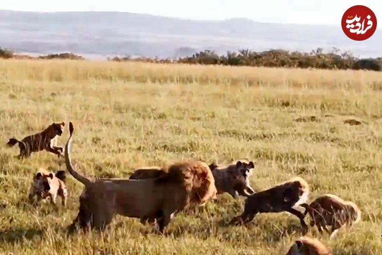 ببینید| حمله شجاعانه «شیر نر» به دسته بزرگ کفتارها