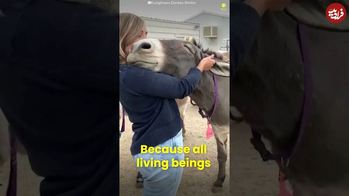 (ویدئو) واکنش احساسی حیوانات وقتی پس از ماه‌ها با صاحب‌شان دیدار می‌کنند