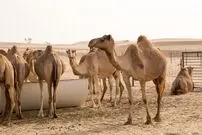 (ویدئو) فرآیند پرورش هزاران شتر در صحرا به سبک عشایر شرق آسیایی