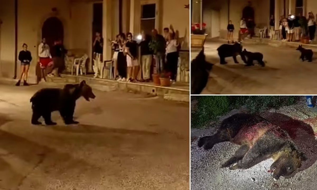 (تصاویر) کشته شدن یک خرس قهوه‌ای در حال انقراض در یتالیا