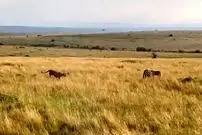 ببینید| وقتی که شیرها با حمله مخفیانه گورخر بی نوا را غافلگیر کردند!