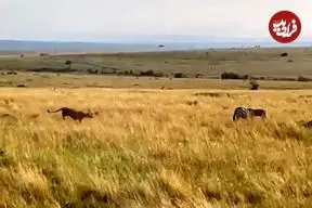 ببینید| وقتی که شیرها با حمله مخفیانه گورخر بی نوا را غافلگیر کردند!