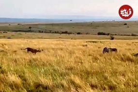 ببینید| وقتی که شیرها با حمله مخفیانه گورخر بی نوا را غافلگیر کردند!