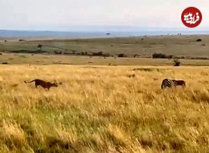 ببینید| وقتی که شیرها با حمله مخفیانه گورخر بی نوا را غافلگیر کردند!