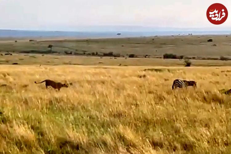 ببینید| وقتی که شیرها با حمله مخفیانه گورخر بی نوا را غافلگیر کردند!