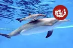 ببینید| سوگواری ۱۴ روزه یک دلفین مادر با پیکر بچه‌اش