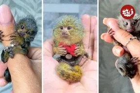 ببینید| میمون انگشتی؛ کوچک ترین میمون روی زمین