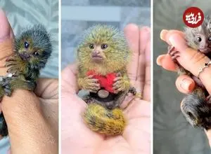 ببینید| میمون انگشتی؛ کوچک ترین میمون روی زمین