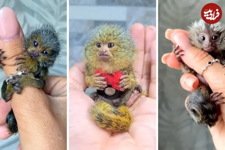 ببینید| میمون انگشتی؛ کوچک ترین میمون روی زمین