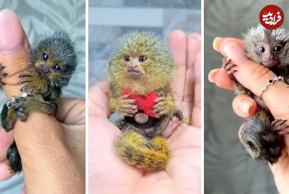 ببینید| میمون انگشتی؛ کوچک ترین میمون روی زمین