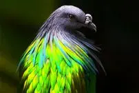 ببینید| 10 گونه کبوتر فوق‌العاده زیبا که در طبیعت یافت می‌شوند