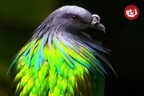 ببینید| 10 گونه کبوتر فوق‌العاده زیبا که در طبیعت یافت می‌شوند