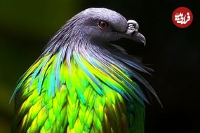 ببینید| 10 گونه کبوتر فوق‌العاده زیبا که در طبیعت یافت می‌شوند