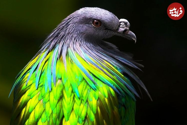 ببینید| 10 گونه کبوتر فوق‌العاده زیبا که در طبیعت یافت می‌شوند