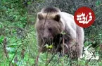 ببینید| ثبت تصویر یک خرس قهوه‌ای در هیرکانی