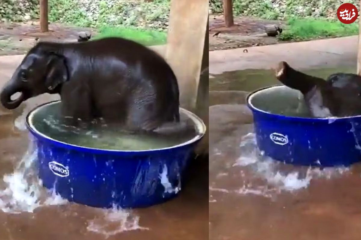 (ویدئو) حمام کردن بامزه بچه فیل در تشت بزرگ