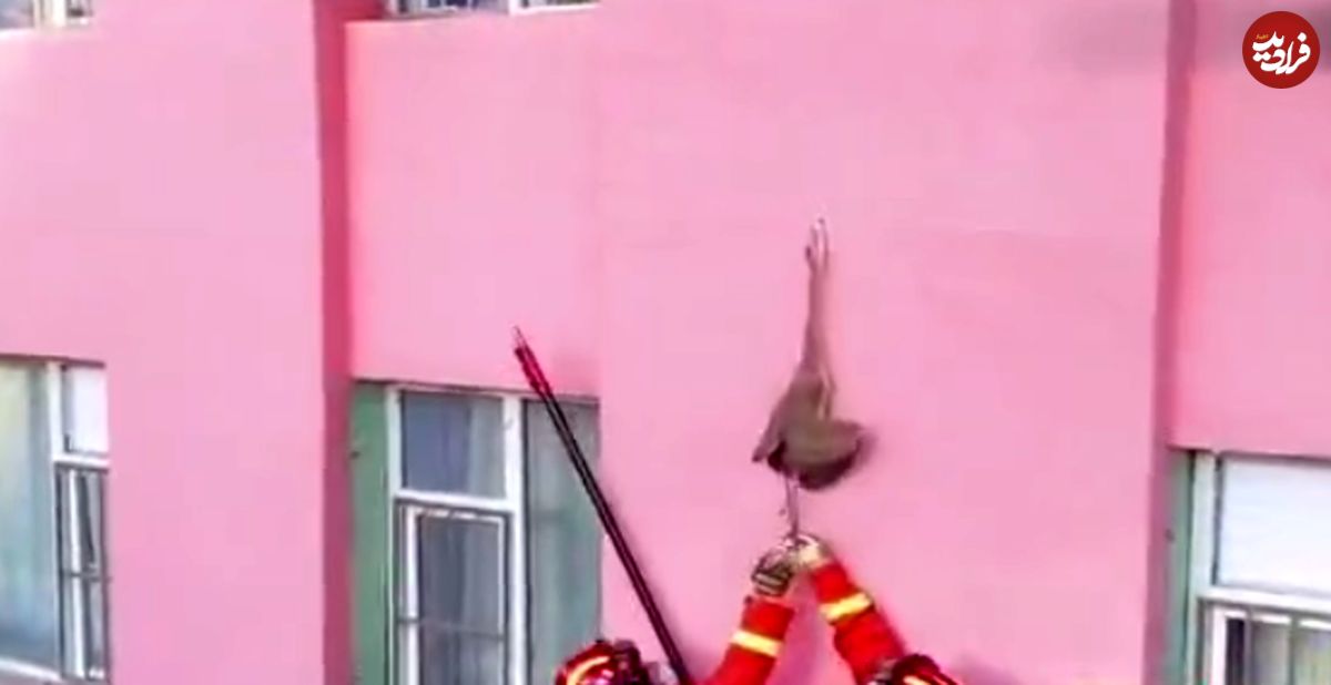(ویدئو) مرگ دلخراش پرنده مهاجر با گیر کردن در دیوار