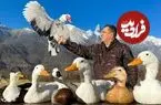 ببینید| غذای روستایی در آذربایجان؛ کباب کردن اردک در تنور در روستا
