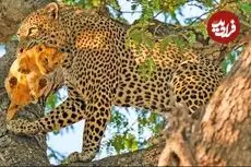ببینید| پلنگ، توله شیر را دزدید و بالای درخت برد!