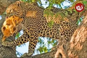 ببینید| پلنگ، توله شیر را دزدید و بالای درخت برد!