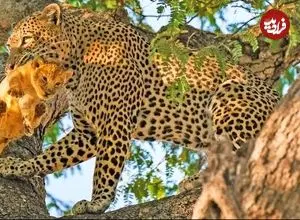 ببینید| پلنگ، توله شیر را دزدید و بالای درخت برد!